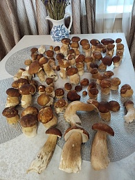 Рязанские леса накрыло урожаем белых грибов и лисичек после дождей - 62ИНФО Рязанские леса накрыло урожаем белых грибов и лисичек после дождей