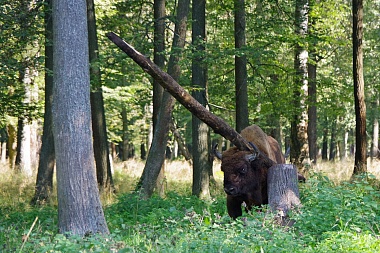 Рязанский зубр поразил жонглированием бревном Приокско-Террасный заповедник
