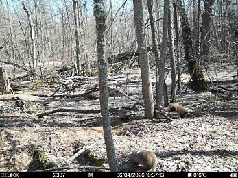 Окский заповедник показал фото кокетливого кабана и деловой лисы