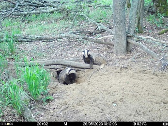 Окский заповедник показал снимки волков и рыси с фотоловушек