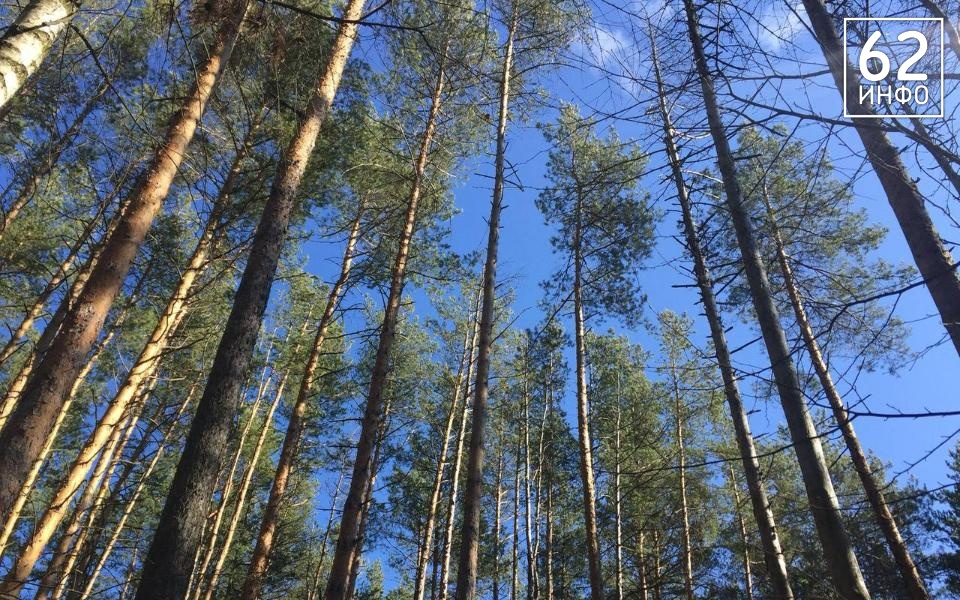 В Шиловском районе ликвидировали свалки после жалоб местных жителей в прокуратуру - 62ИНФО