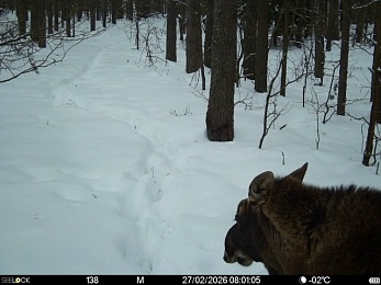 Рысь, волк и лосиное изобилие: Окский заповедник показал зверей в снежном лесу