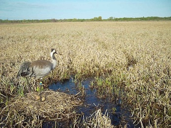 Серые журавли вернулись с зимовки на родные болота Окского заповедника