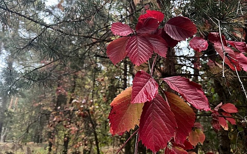 В 11 районах Рязанской области обещают дождь