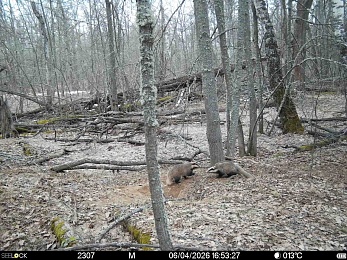Окский заповедник показал фото кокетливого кабана и деловой лисы