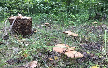 В Рязанской области 4 района накрыл урожай белых грибов