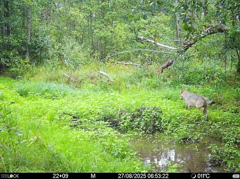 Стаю волков сразу в трёх разных местах заметили в Окском заповеднике 