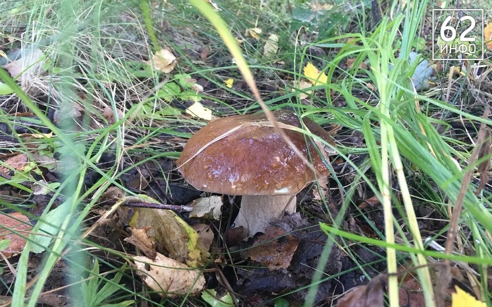 В Спасском районе заблудились двое грибников - 62ИНФО