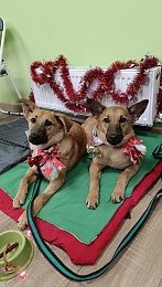 Рязанцы перед Новым годом приютили 10 бездомных животных на выставке 