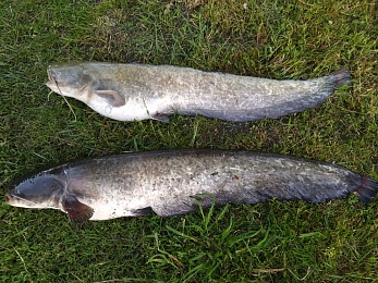 В Рыбновском районе выловили 60-килограммового сома