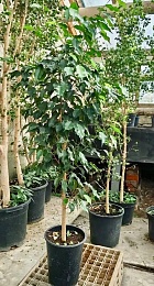 В Рязани высадят более 1,2 млн однолетних цветов