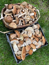 В Рязанской области 4 района накрыл урожай белых грибов