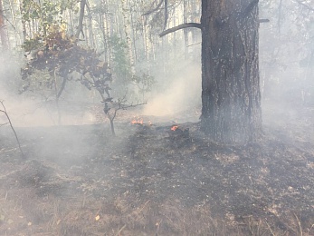 Появилось видео с места очага возгорания на берегу Пры напротив Деулина