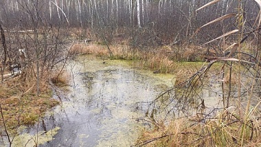Водолазы обнаружили труп рязанца в болоте в Клепиковском районе