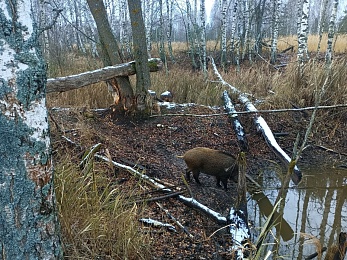 Кабаны в Окском заповеднике вели учёт бобров