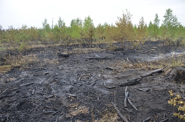 Дым без огня. Как выглядит лесной пожар под Рязанью спустя неделю 