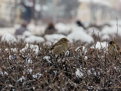 В Рязанской области насчитали 11645 воробьев