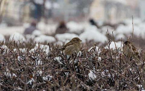 В Рязанской области насчитали 11645 воробьев