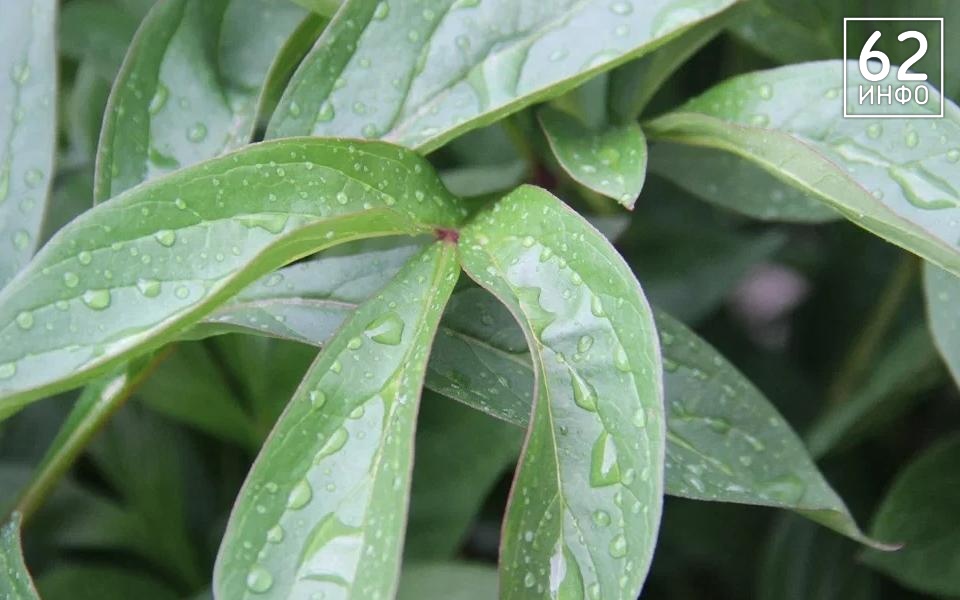 12 мая в Рязанской области ожидается дождь и до +20°С - 62ИНФО