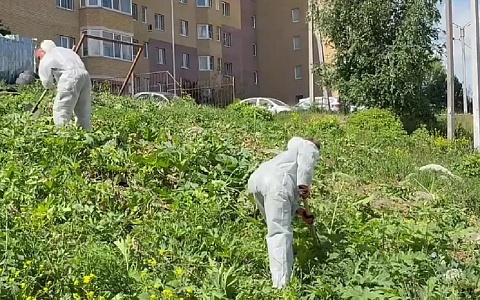 В Рязани обрабатывают участки гербицидом из-за борщевика