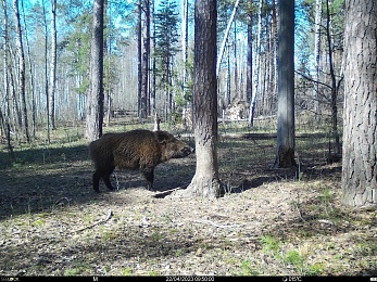 Окский заповедник показал снимки волков и рыси с фотоловушек
