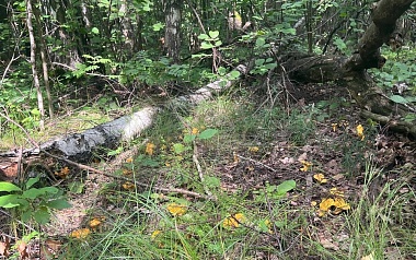 Рыжий от грибов лес: Рязанскую область захлестнула волна лисичек и подосиновиков