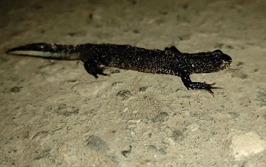 В Рязанской области биологическое оружие по борьбе с комарами выдает себя скрипом