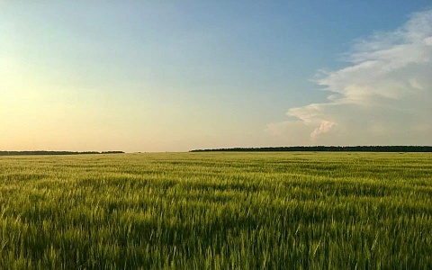 В Рязанской области аграрии собрали миллион тонн зерна