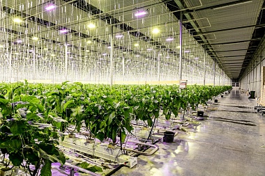 Тепличный комбинат в Рязанской области готовится выйти на полную мощность