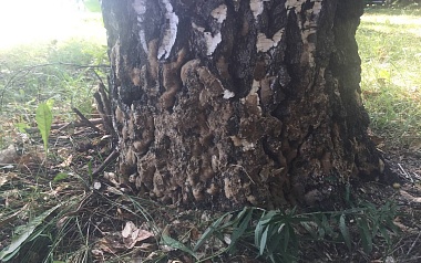 В Рязани деревья облеплены кладками непарного шелкопряда