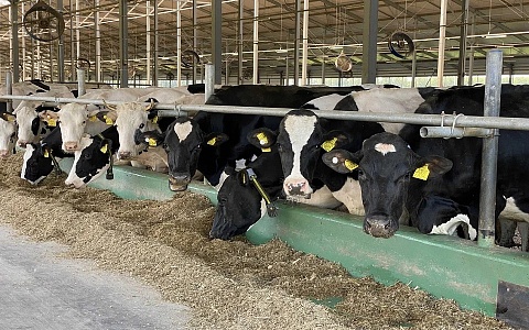 ТОП-10 районов-передовиков: в Рязанской области надои выросли на 5%