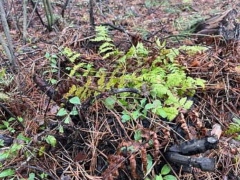 Аномальный февраль: в лесах под Рязанью распускается листва и растут грибы
