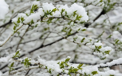 В Рязанской области 21 апреля продолжится снегопад