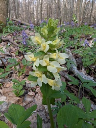 Рязанцам показали лесное «буйство красок и праздник жизни»