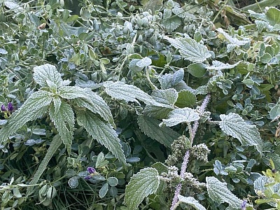 Синоптики рассказали рязанцам, чего ждать от первого дня зимы
