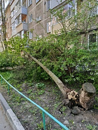 В Рязани дерево с корнем упало и свесилось у подъезда дома