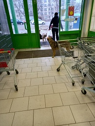 Рязанцы пожаловались на стаю агрессивных собак возле площади Попова 