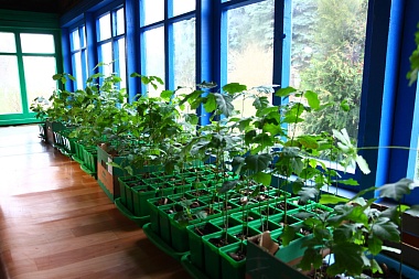 Рязанская школьница вырастила 300 саженцев дуба и подарила городу