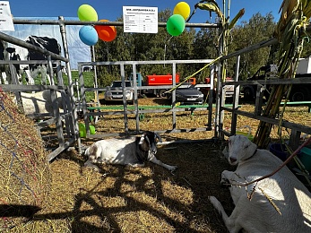 В Рязани провели праздник урожая «Спожинки»