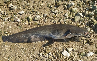 В Рыбновском районе выловили 60-килограммового сома