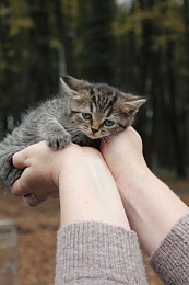 Рязанцы приютили 16 животных на выставке «Пойдём домой»