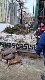 В центре Рязани пилят голубые ели