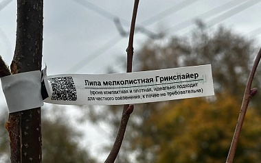 В Рязани высадили липы на улице Есенина