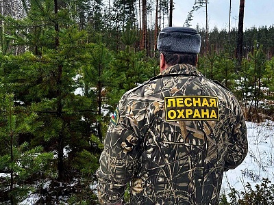 В Рязанской области усилена охрана лесов перед Новым годом