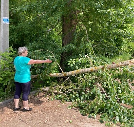 На улице Белякова в Рязани дерево рухнуло на припаркованный автомобиль 