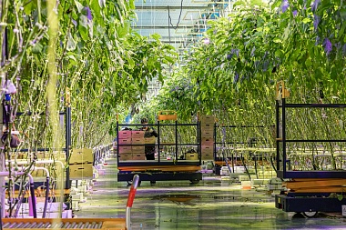 Тепличный комбинат в Рязанской области готовится выйти на полную мощность