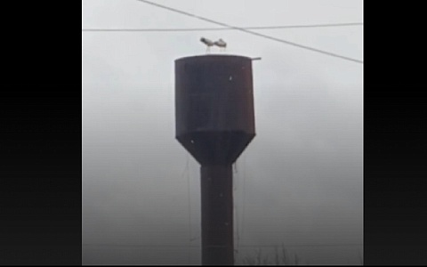 В Сасовском округе поселилась семья аистов