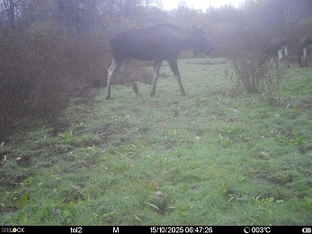 В Окском заповеднике застали лосей за осуждаемым занятием