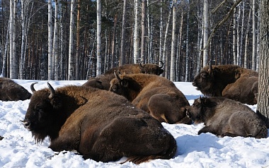 Зубровый питомник Окского заповедника рассказал о зверях на "Ме" в день 65-летия