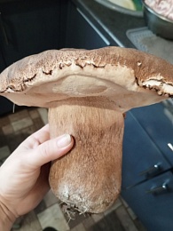 В мещерских лесах нашли гигантские грибы